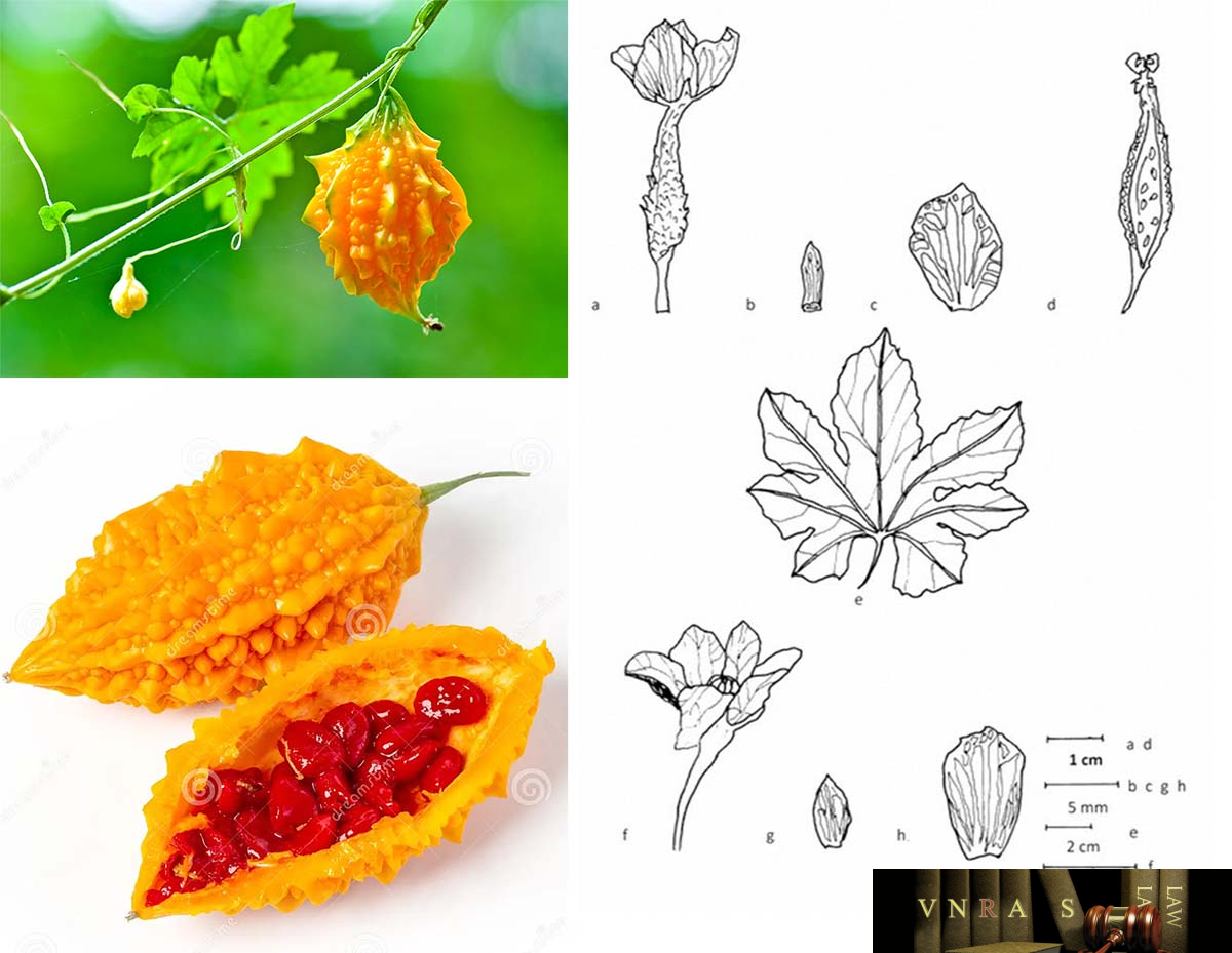 Hình ảnh Cây Mướp Đắng