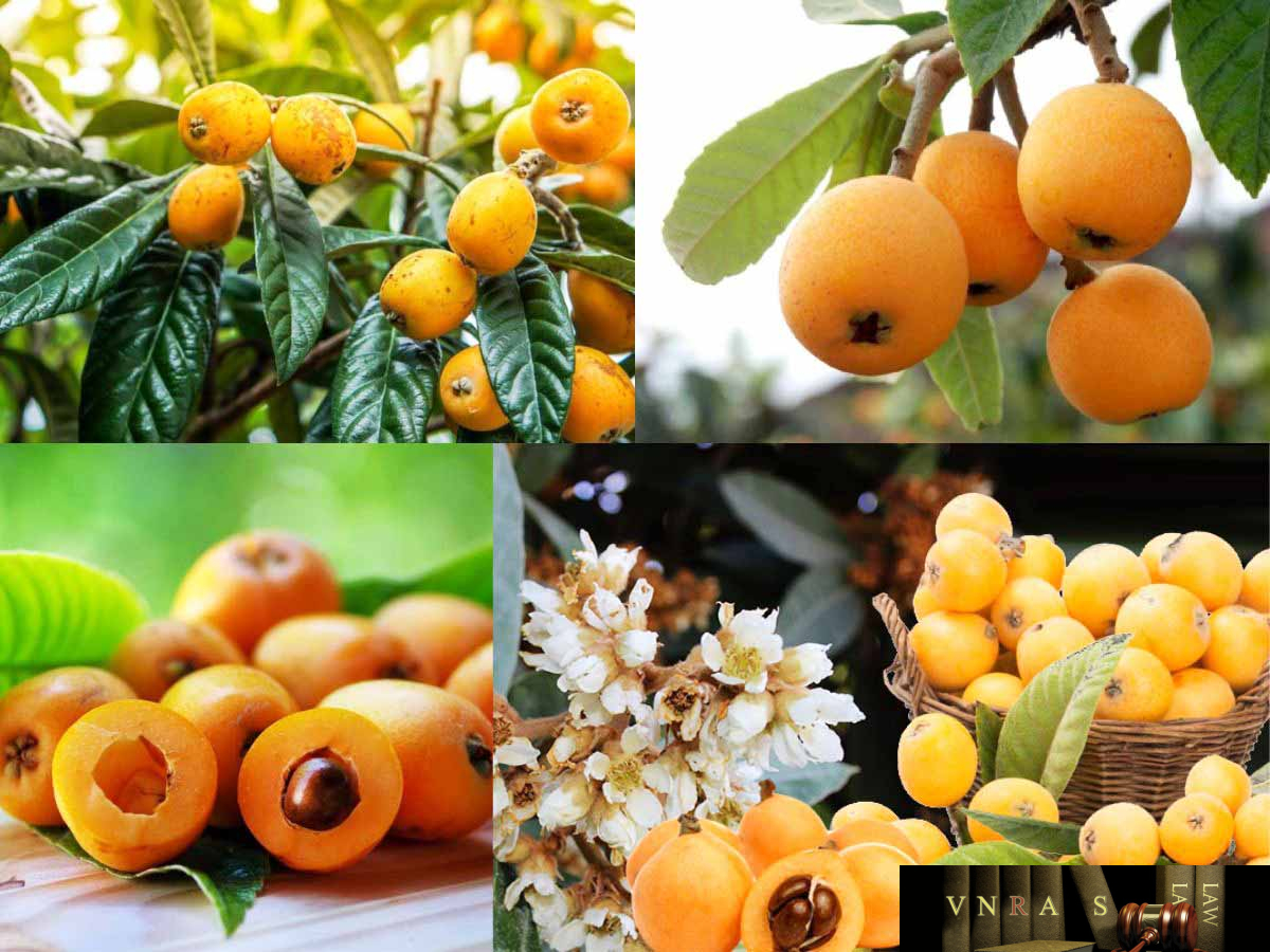 Hình ảnh Cây Nhót Tây