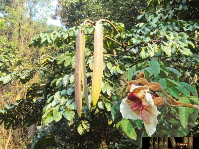 Chưa có tên (1200 x 700 px) - 1 Cây Núc Nác