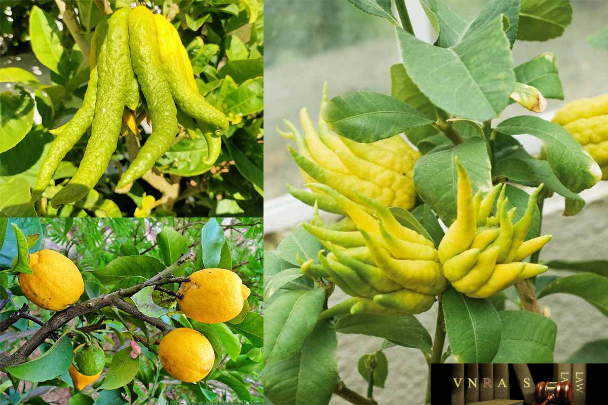 Hình ảnh Cây Phật Thủ