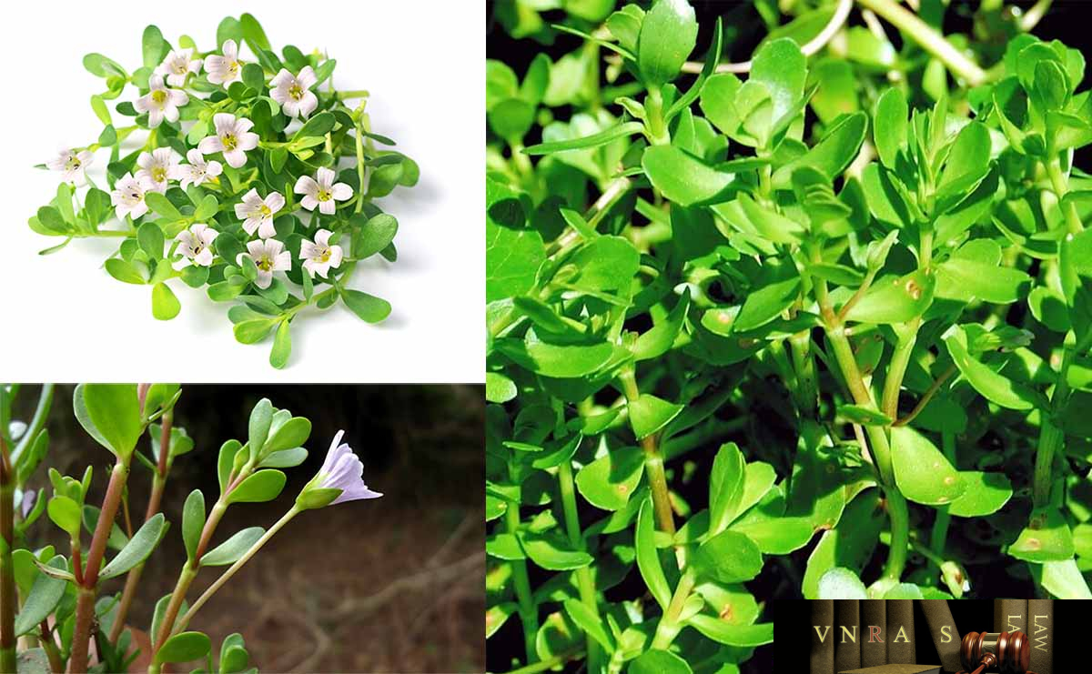 Hình ảnh Cây Ruột Gà