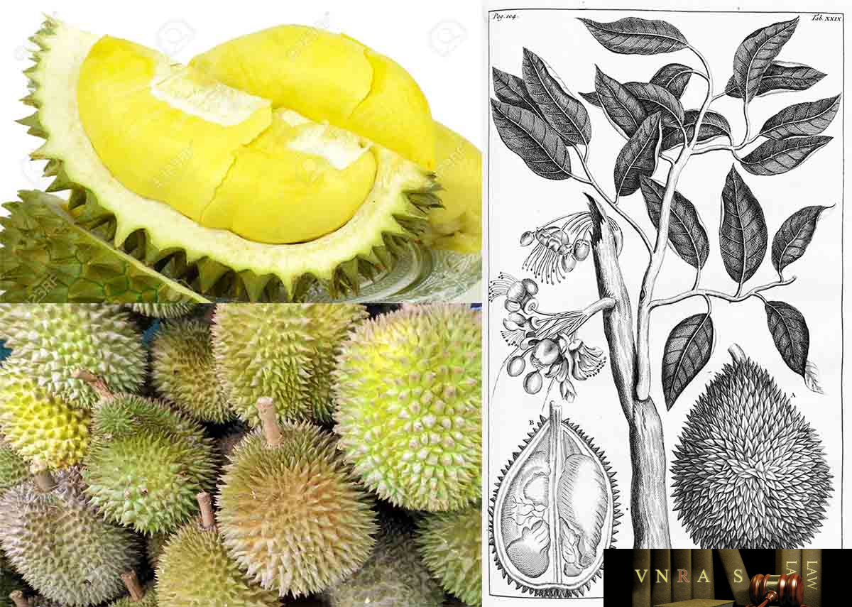Cây Sầu Riêng