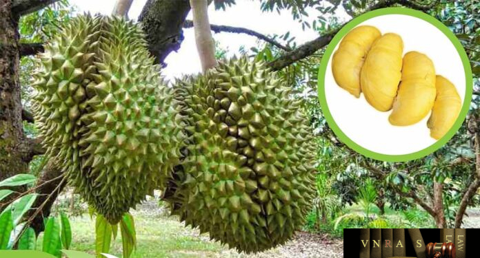cay-sau-rieng-2 Cây Sầu Riêng