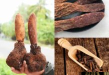 Cây Tích Dương – Những cây thuốc và vị thuốc Việt Nam – Đỗ Tất Lợi