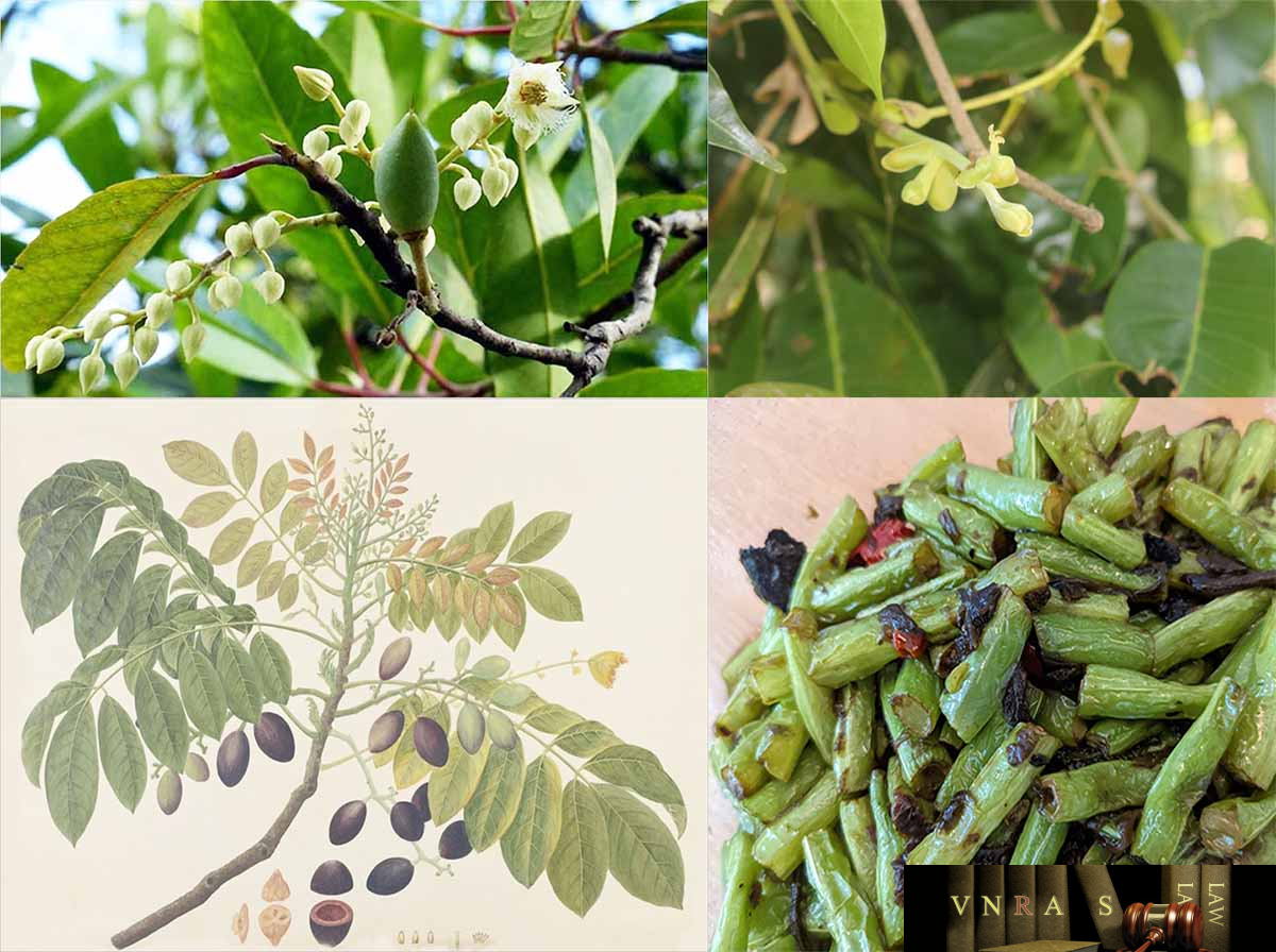 Hình ảnh Cây Trám