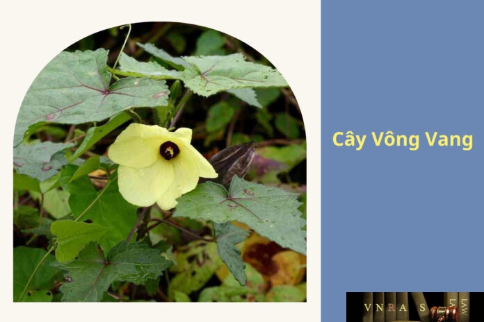 cay-vong-vang-vnras Cây Vông Vang
