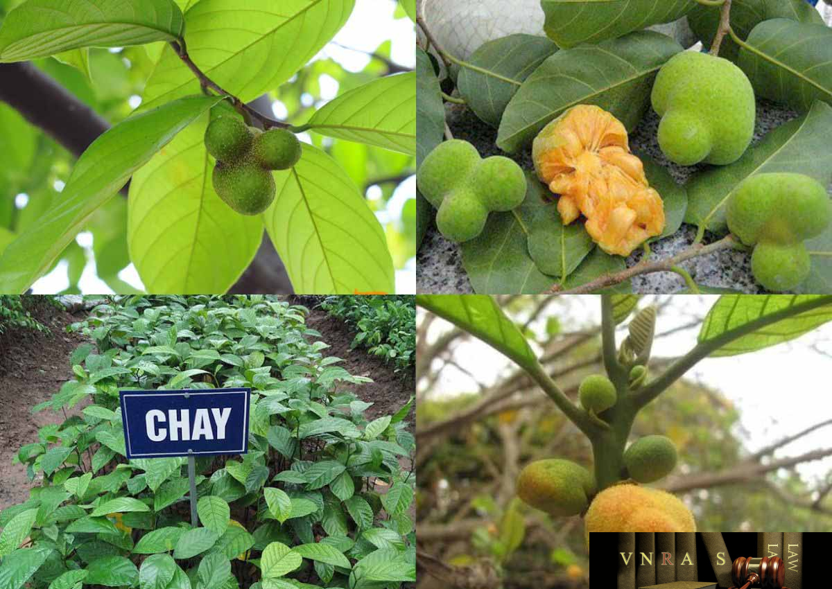 Cây Chay