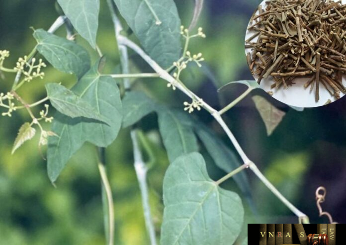 chia-voi-2 Chìa Vôi