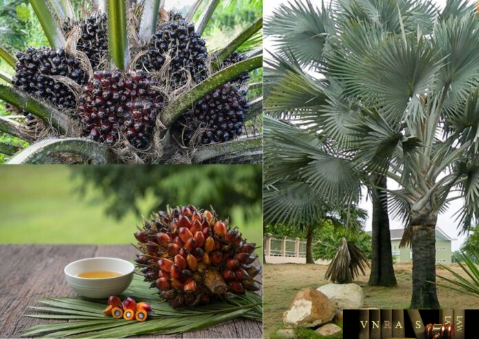 Cọ Dầu