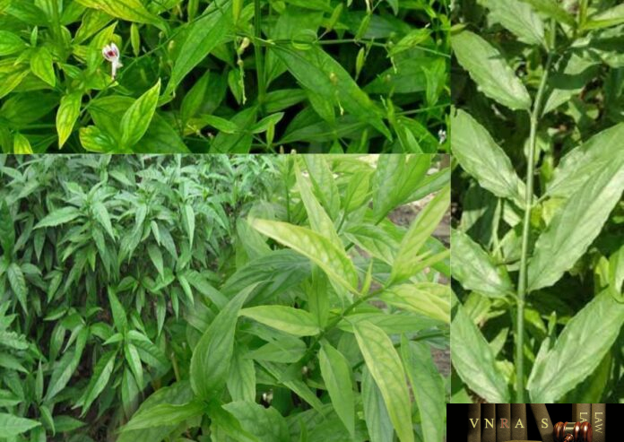 Cây Công Cộng