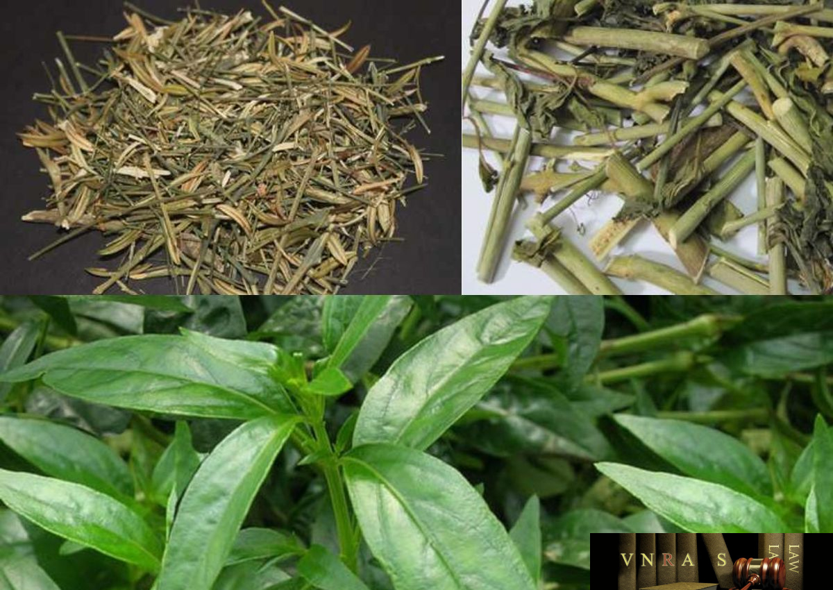 Cây Công Cộng