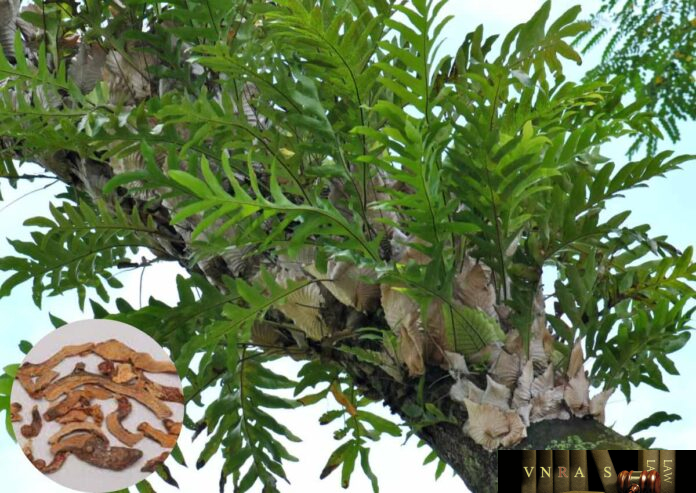Cốt Toái Bổ