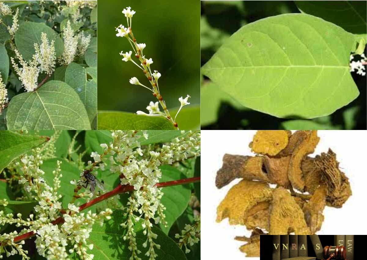 Củ Cốt Khí