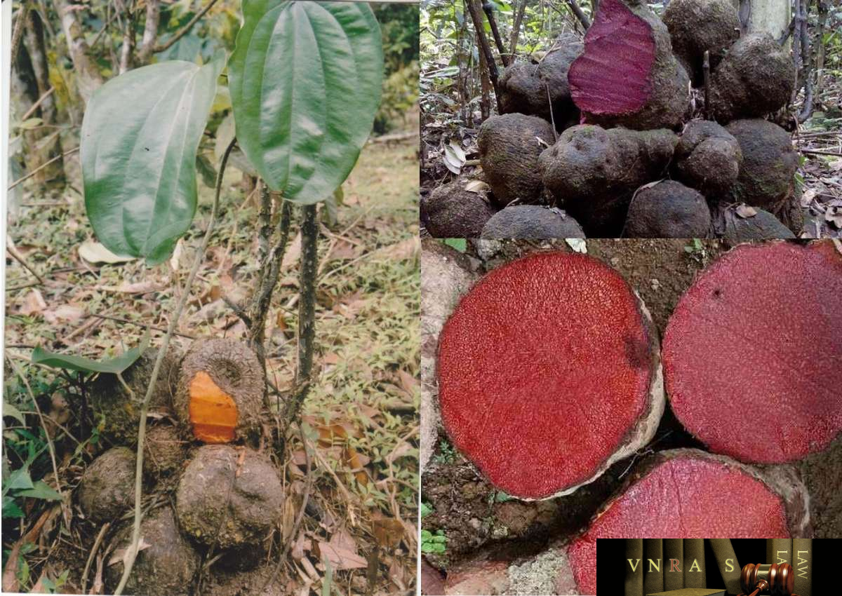 Củ Nâu