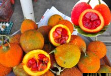 Hạt Gấc – Những cây thuốc và vị thuốc Việt Nam – Đỗ Tất Lợi Hạt Gấc
