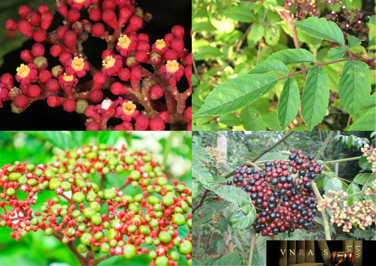 Cây Gối Hạc