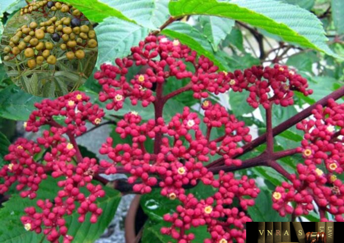 DL - goi-hac Cây Gối Hạc