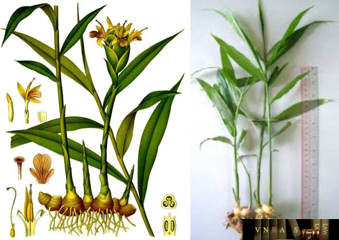 Cây Gừng