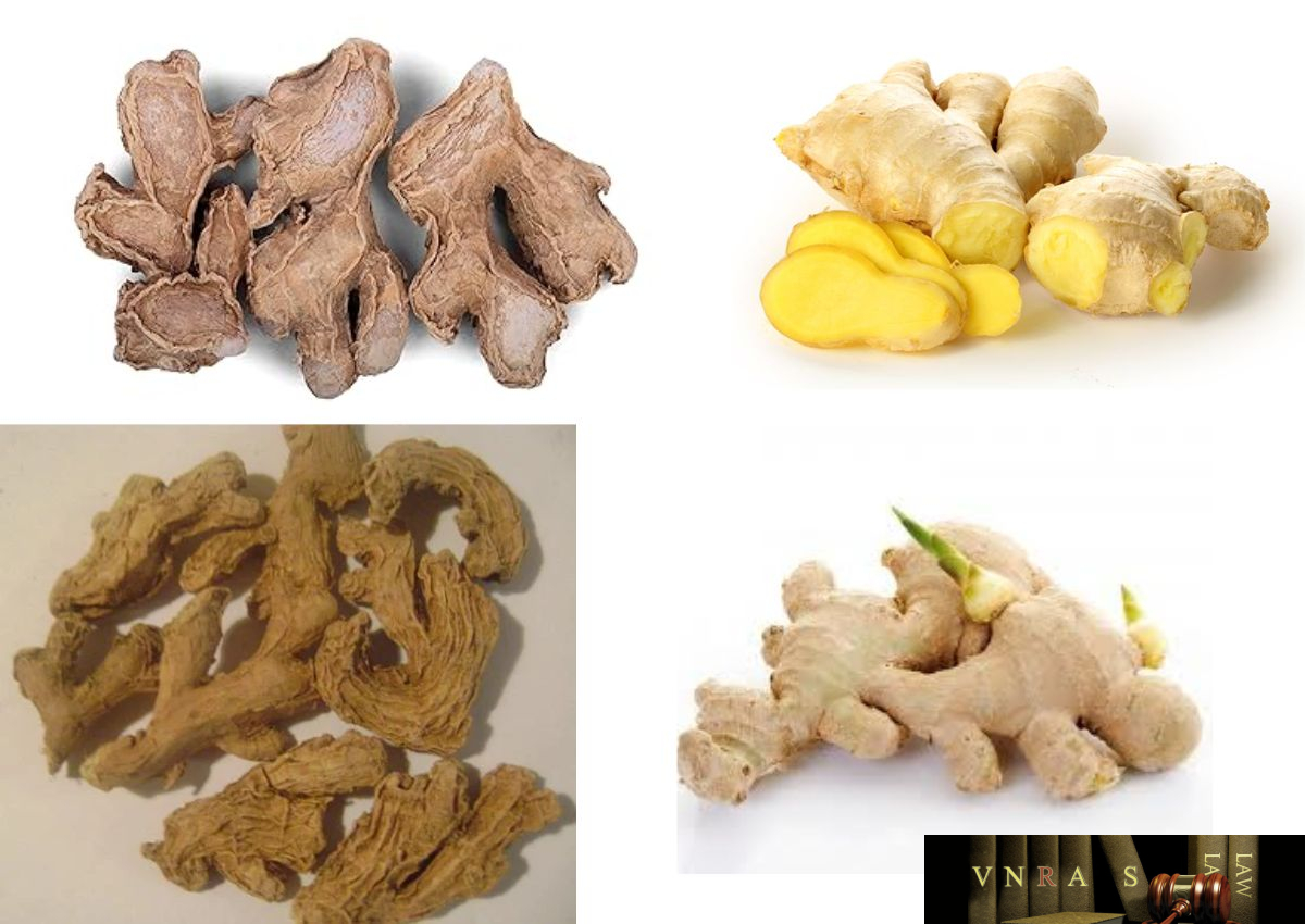 Cây Gừng