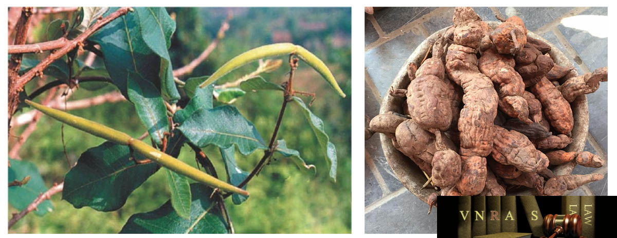 Hà Thủ Ô Trắng 