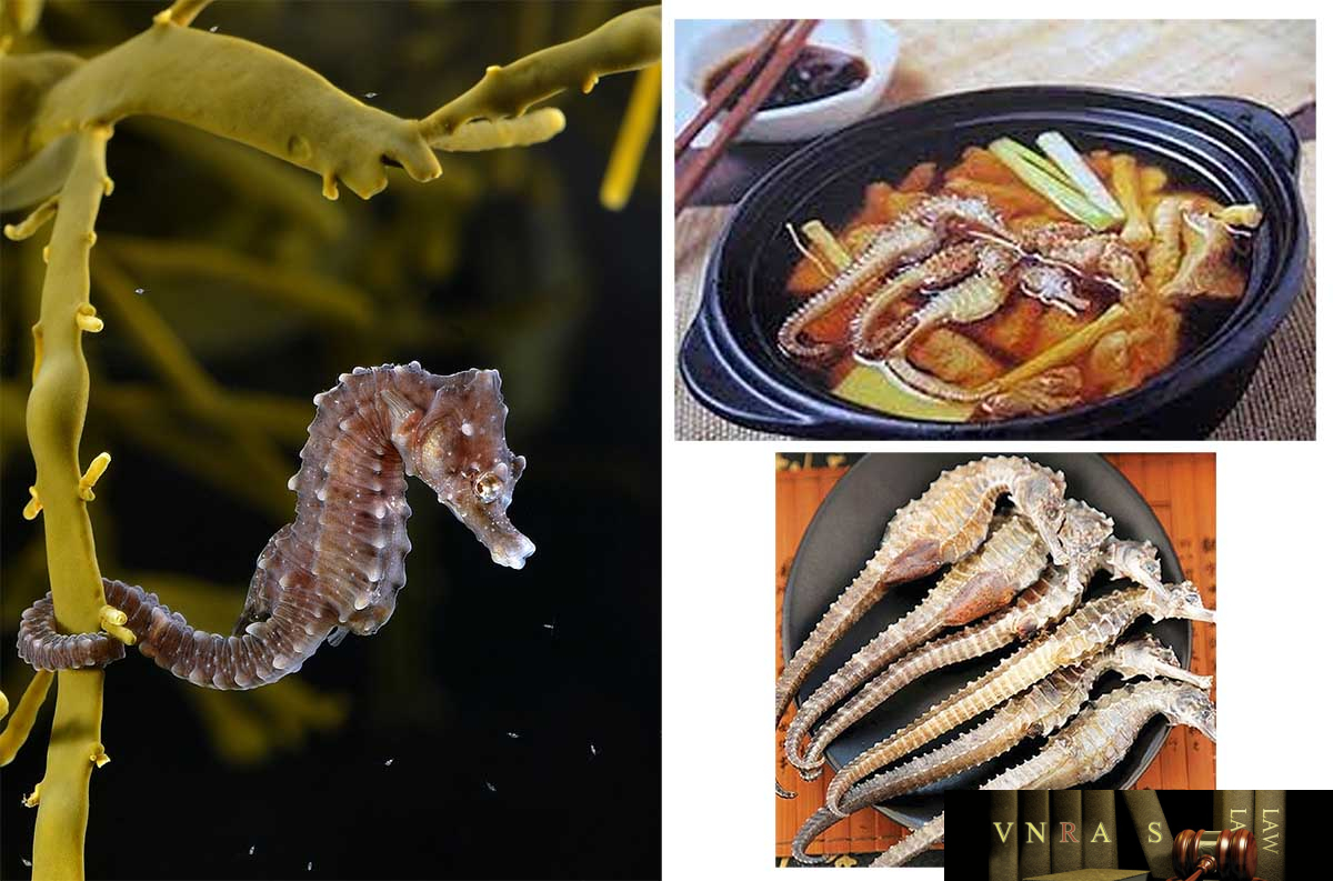 Hải Mã (Cá Ngựa)