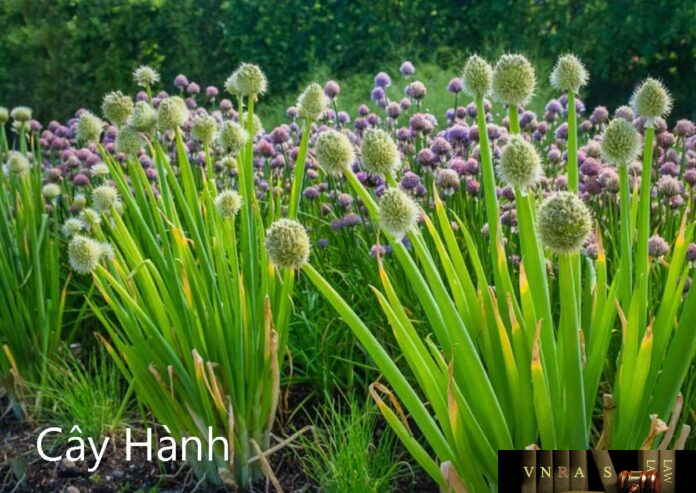Cây Hành