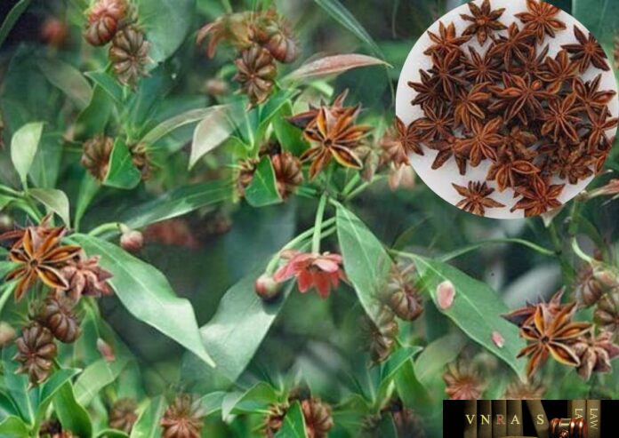 hoi Cây Hồi