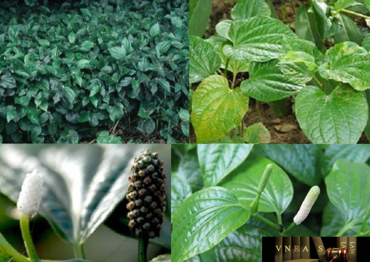 Cây lá lốt