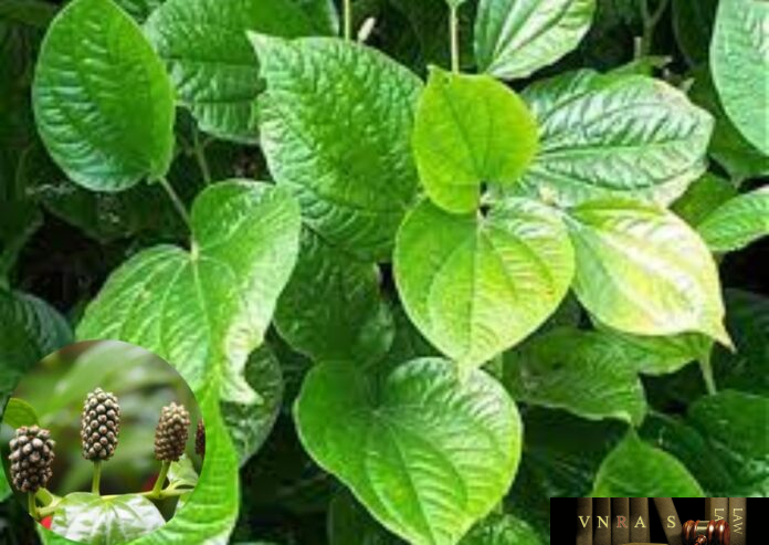 Cây lá lốt