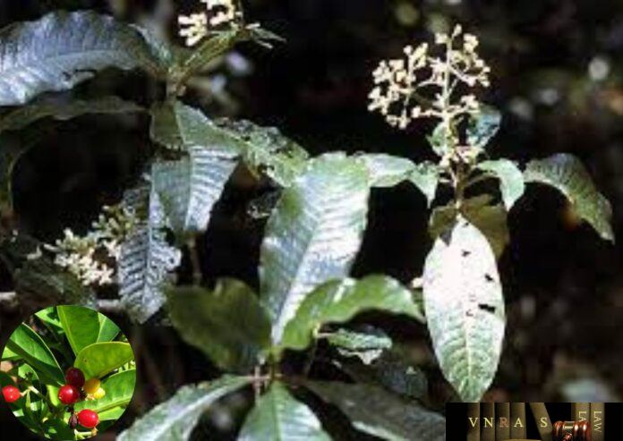 Cây Lấu