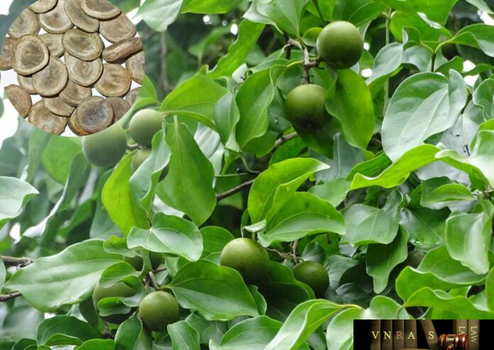 Cây Mã Tiền