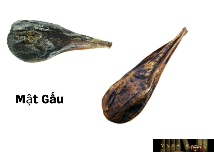 Mật Gấu