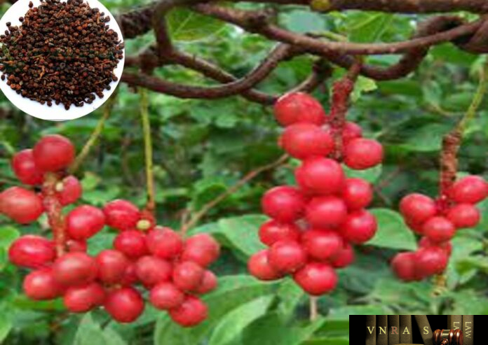 Ngũ Vị Tử