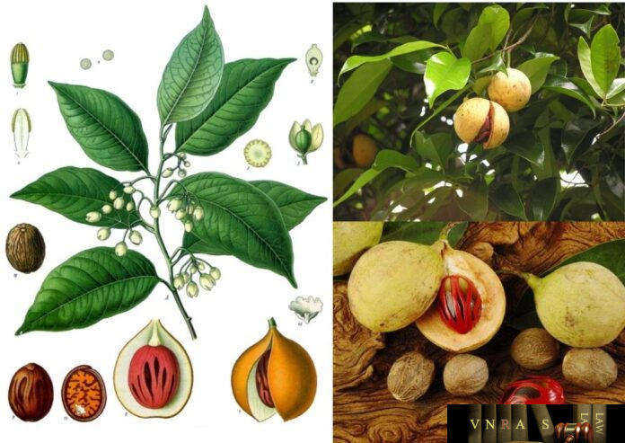 Nhục Đậu Khấu