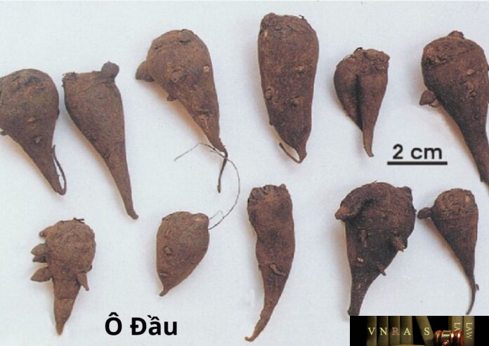 o-dau Ô Đầu