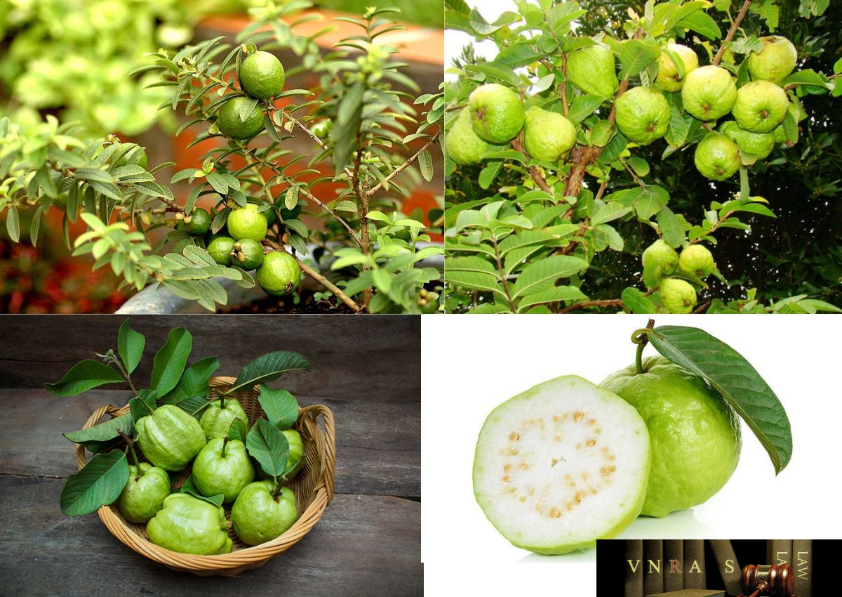 Cây Ổi