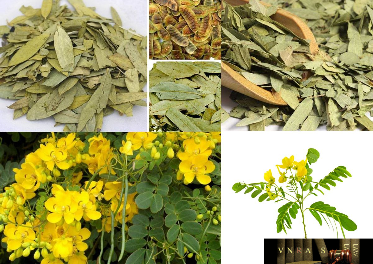 Cây Phan Tả Diệp