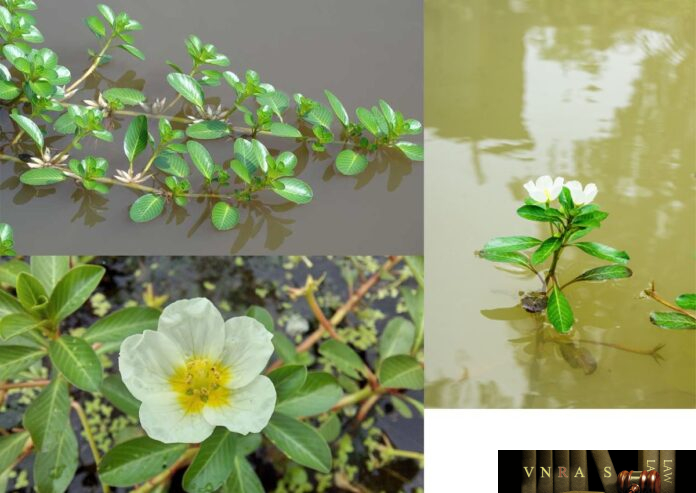 Rau Dừa Nước