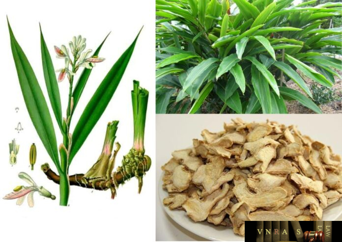 Riềng