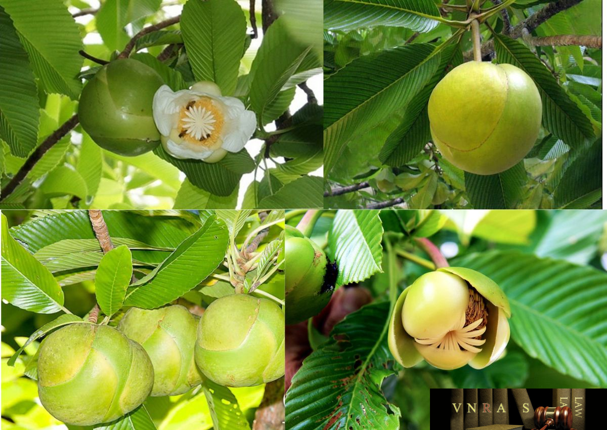 Cây Sổ