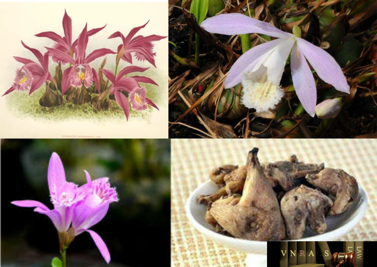 Sơn Từ Cô