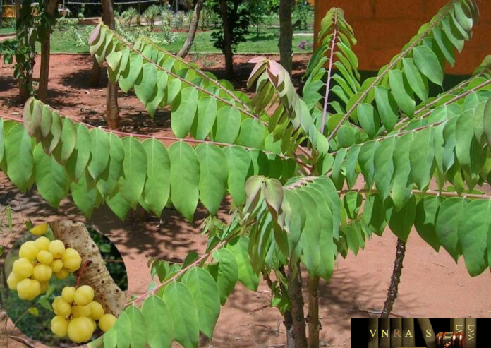 Cây Tầm Duột