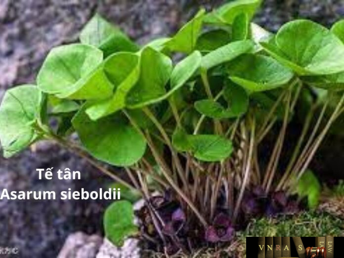 te-tan Cây Tế tân