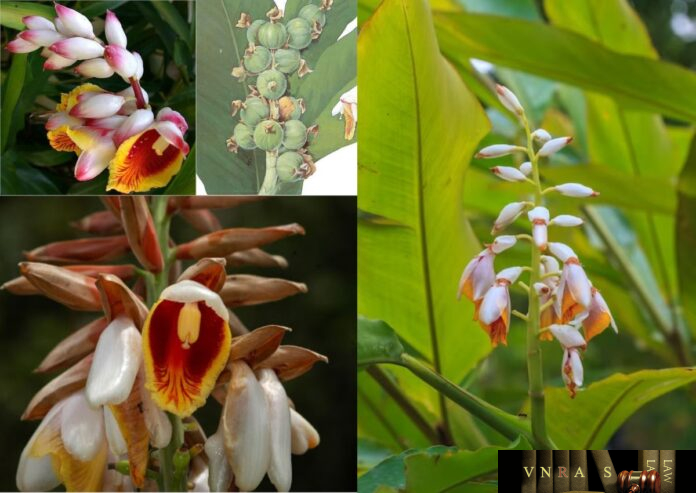 thao-dau-khau-1 Thảo Đậu Khấu