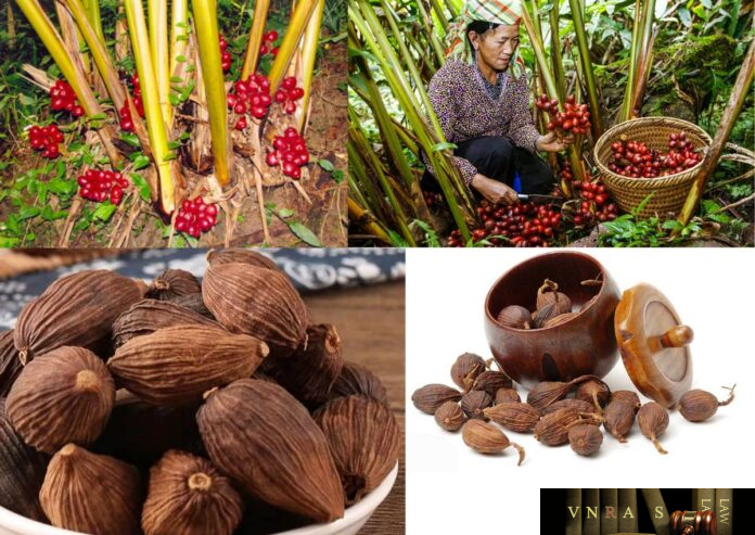 Cây Thảo Quả