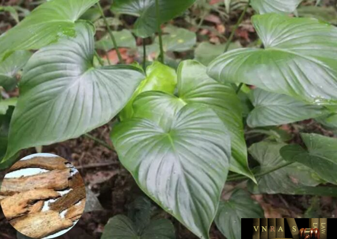 Cây Thiên Niên Kiện