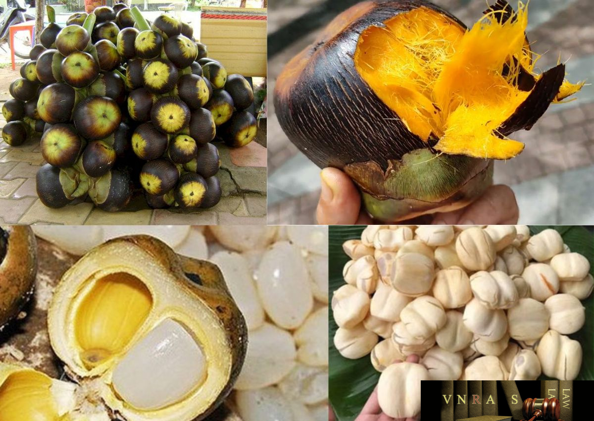 Cây Thốt Nốt
