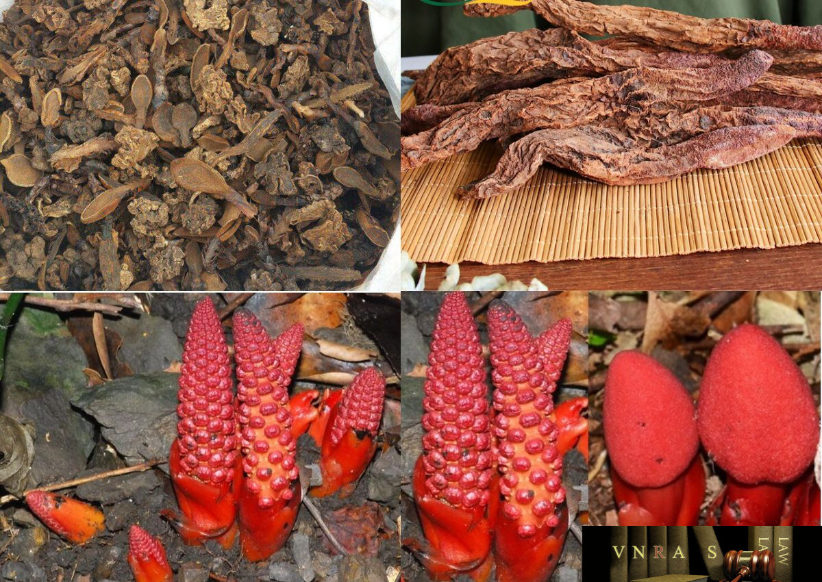 Tỏa Dương