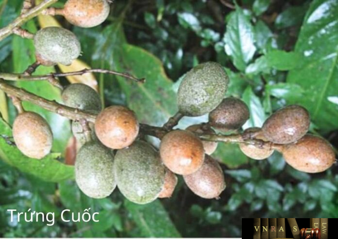 Cây Trứng Cuốc