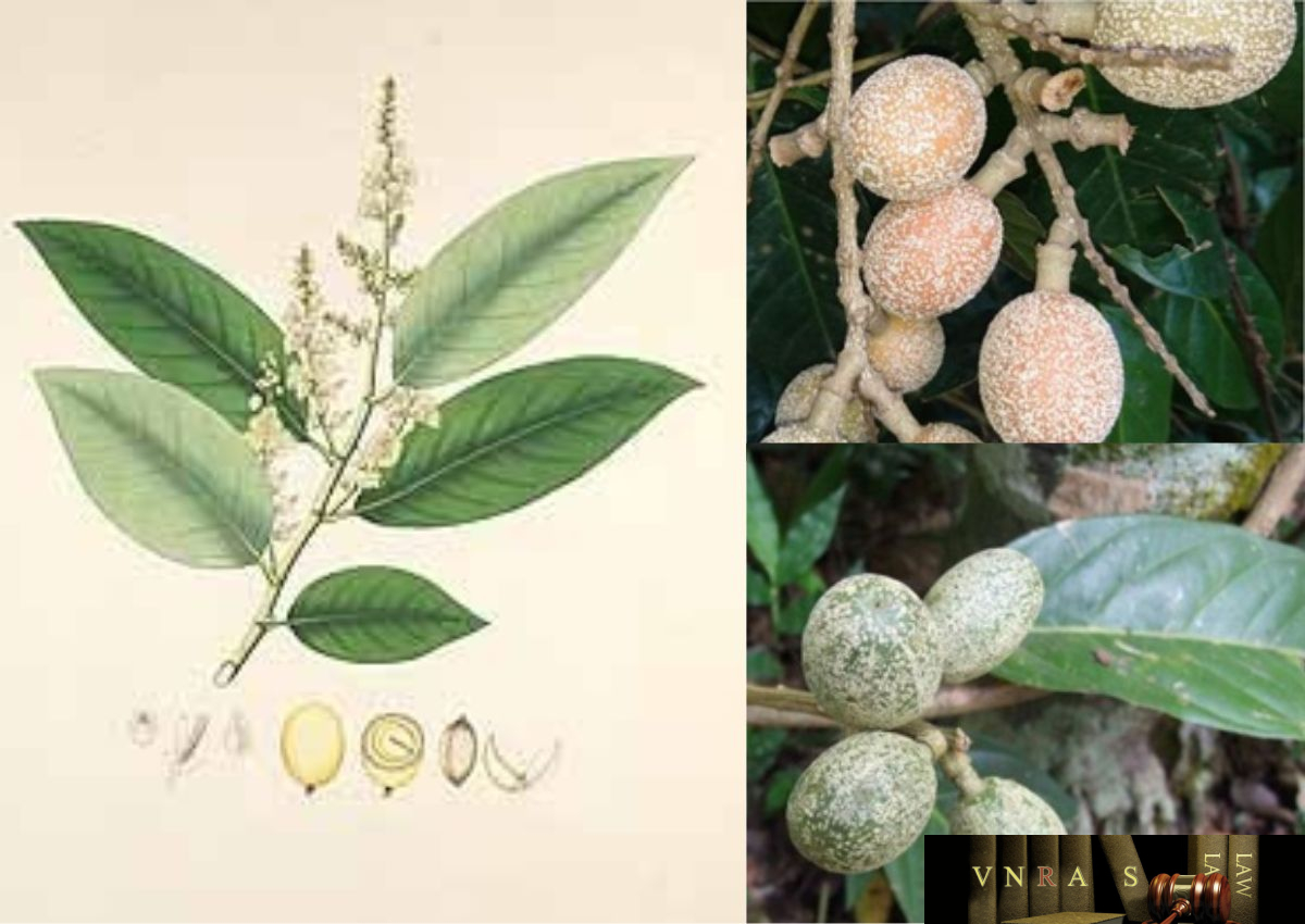 Cây Trứng Cuốc